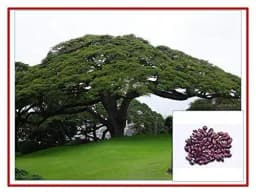 RK Seeds - Avenue seeds of Cassia fistula seeds, cassia seeds + Gulmohar Seeds, Delonix regia + Rain tree seeds, Samanea saman seeds, Albizia Saman 1