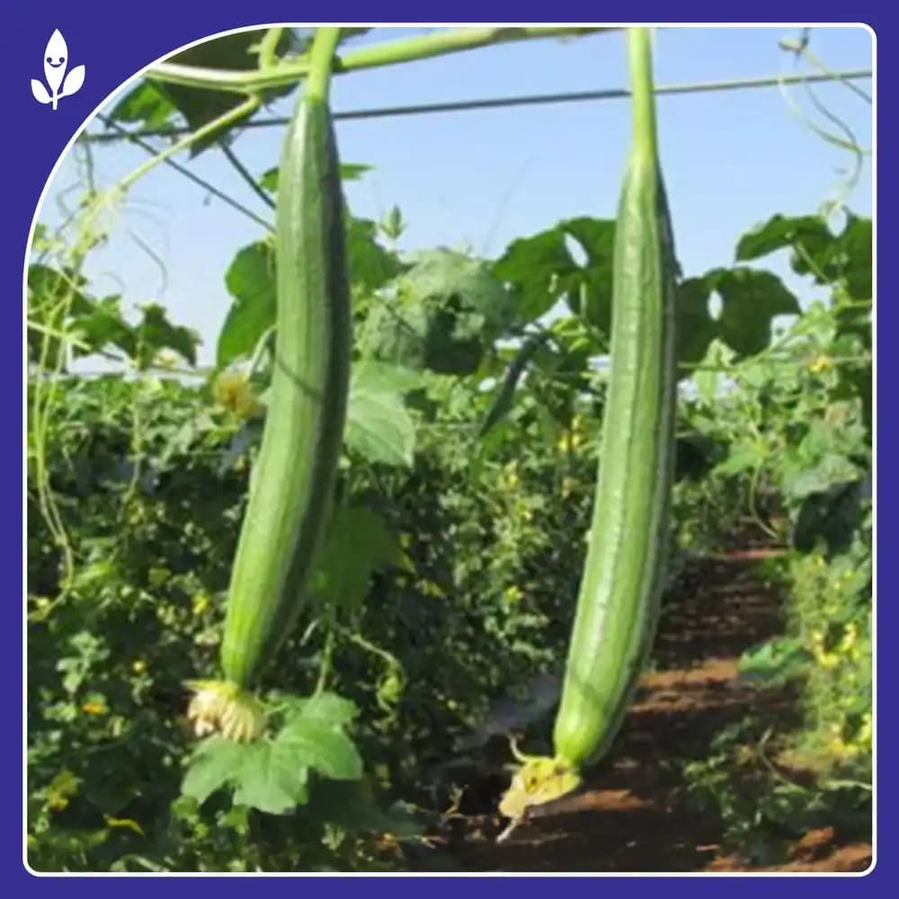 Sagar Seeds Janki F1 Hybrid Sponge Gourd Seeds, Ideal For Kharif and Summer Season - Image 4