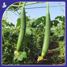 Sagar Seeds Janki F1 Hybrid Sponge Gourd Seeds, Ideal For Kharif and Summer Season 4