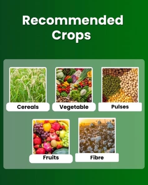 Katyayani Npk 12:61:00 Fertilizer, High-Performance Nutrient Solution For Enhanced Plant Growth and Development - Image 3