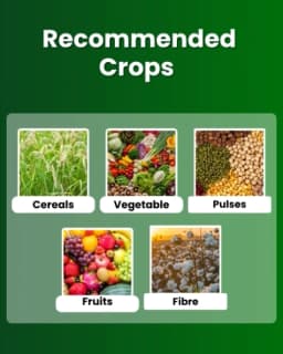 Katyayani Npk 12:61:00 Fertilizer, High-Performance Nutrient Solution For Enhanced Plant Growth and Development 3