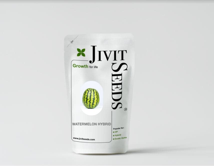 Jivit F1 Hybrid Watermelon Striped Indian Seeds, Oblong Shaped Medium Maturity Variety - Image 2