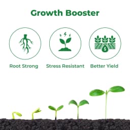 IIL CHAPERONE Sodium Para Nitro Phenolate 0.3% SL Plant Growth Promoter, Enhances Crop Growth 3