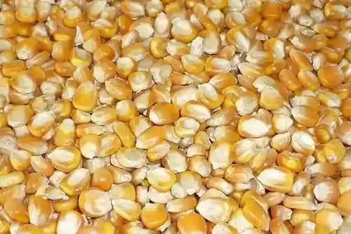 Corn Seeds Maize Seeds for Hydroponic, Fodder Seeds, Excellent Quality Germination