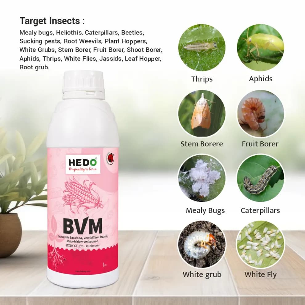 HEDO BVM (Beauveria bassiana + Verticillum Lecanii + Metarhizium Anisopliae) Liquid Bio Pesticide, Targets Many Pests, Including Aphids, Thrips, Etc - Image 2
