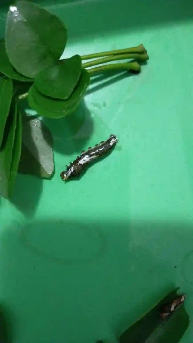 ALBATA Royal Larvend NOCA, SATTVIK and KRUSHI Certified, Non Toxic, Eco friendly.