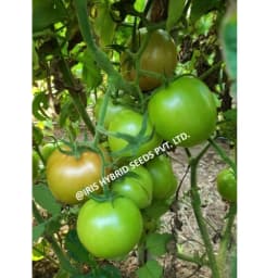 Iris Nancy F1 Hybrid Tomato Seeds, Flat Round, High Yield, TYLCV And Bacterial Wilt Tolerant 3