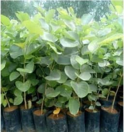 SRI SAI FORESTRY Red Sandal Seeds (Pterocarpus Santalinus , Lal Chandan or Raktachandan) 5