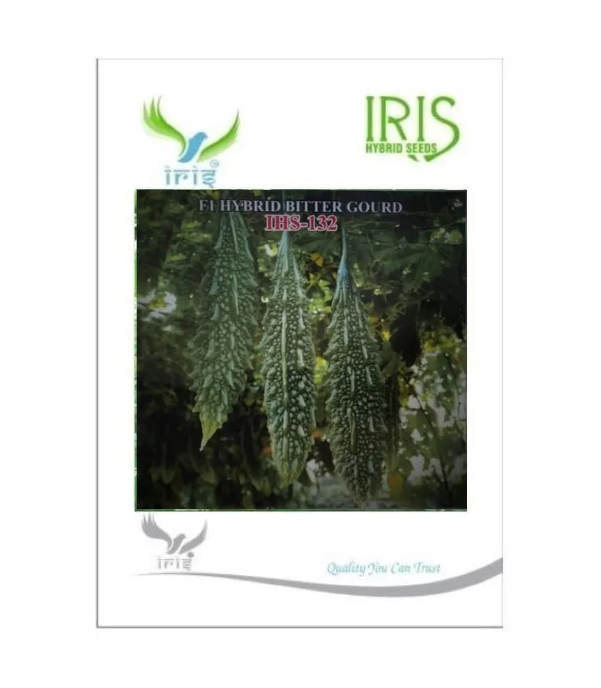 Iris Hybrid Vegetable Seeds, F1 Hybrid Bitter Gourd IHS-132 Shining Dark Green color - Image 2