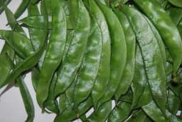 Sarpan Dolichos 27 Bush, Hybrid Dolichos Seeds, Vegetable Seeds, Excellent Yield 2