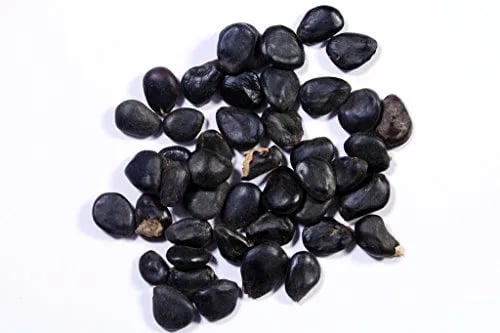 RK Seeds Madras Thorn Tamarind Seeds - Pithecellobium Dulce Seeds , Natural Seeds , Leaves Are Useful Livestock Feeds , Can Use For Shade , Shelter