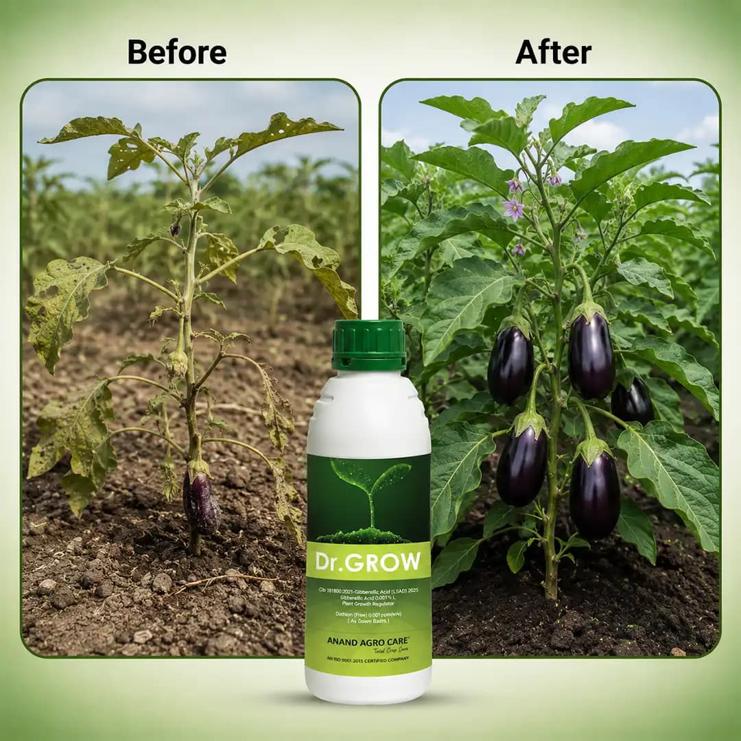 Anand Agro Dr. Grow - Plant Growth Regulator - Image 7