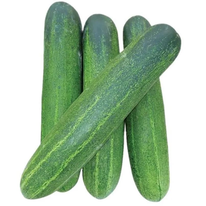 Jivit F1 Hybrid Thai Green Cucumber Seeds, High Yielding Variety and Light Green Fruit - Image 1