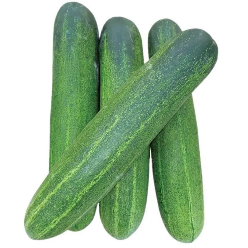 Jivit F1 Hybrid Thai Green Cucumber Seeds, High Yielding Variety and Light Green Fruit