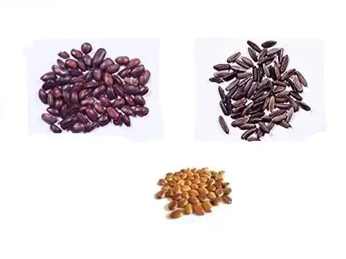 RK Seeds - Avenue seeds of Cassia fistula seeds, cassia seeds + Gulmohar Seeds, Delonix regia + Rain tree seeds, Samanea saman seeds, Albizia Saman - Image 2