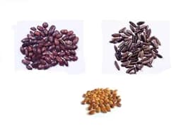 RK Seeds - Avenue seeds of Cassia fistula seeds, cassia seeds + Gulmohar Seeds, Delonix regia + Rain tree seeds, Samanea saman seeds, Albizia Saman 2