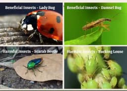 Easykrishi Neemkure Broad Spectrum Organic Pesticides For All Crops (Pellets Farm) 2