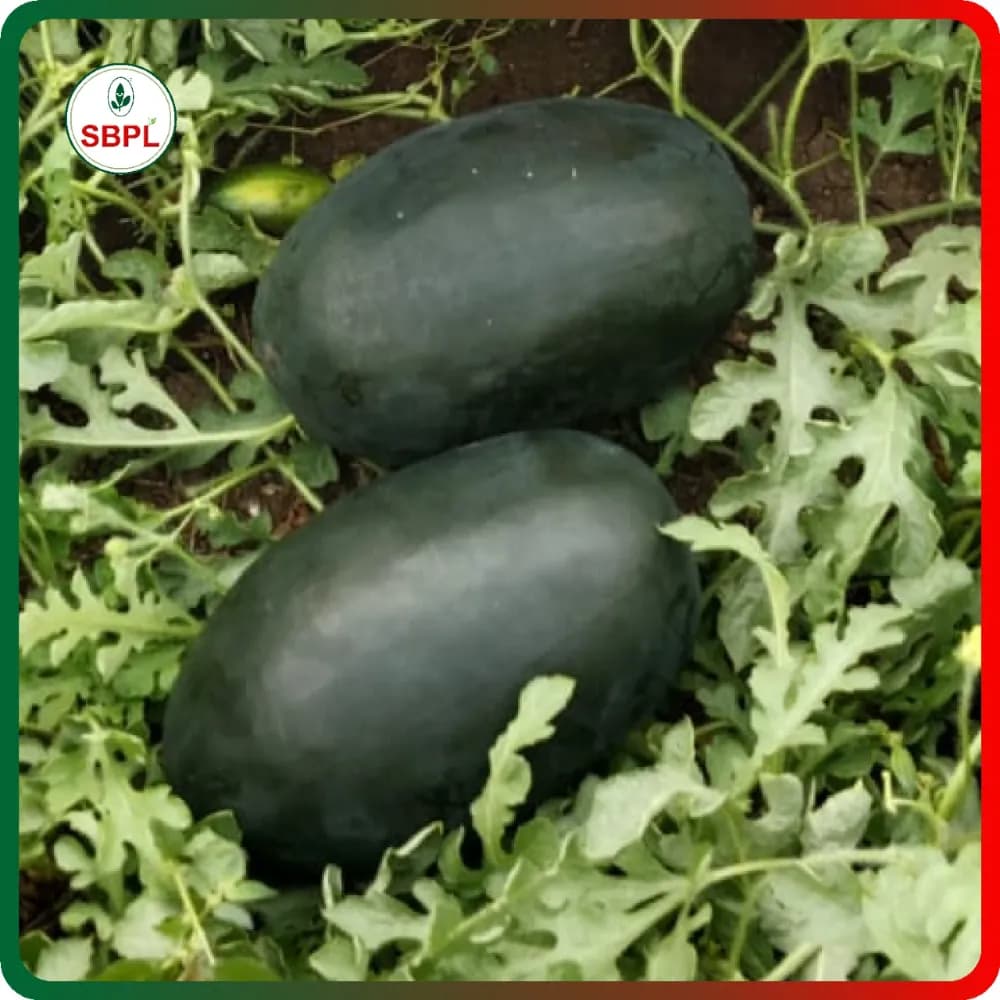 Sagar SHAKTIMAN F1 Hybrid Watermelon Seeds, Dark Black Oval Fruits, High Yield & Early Maturity - Image 3