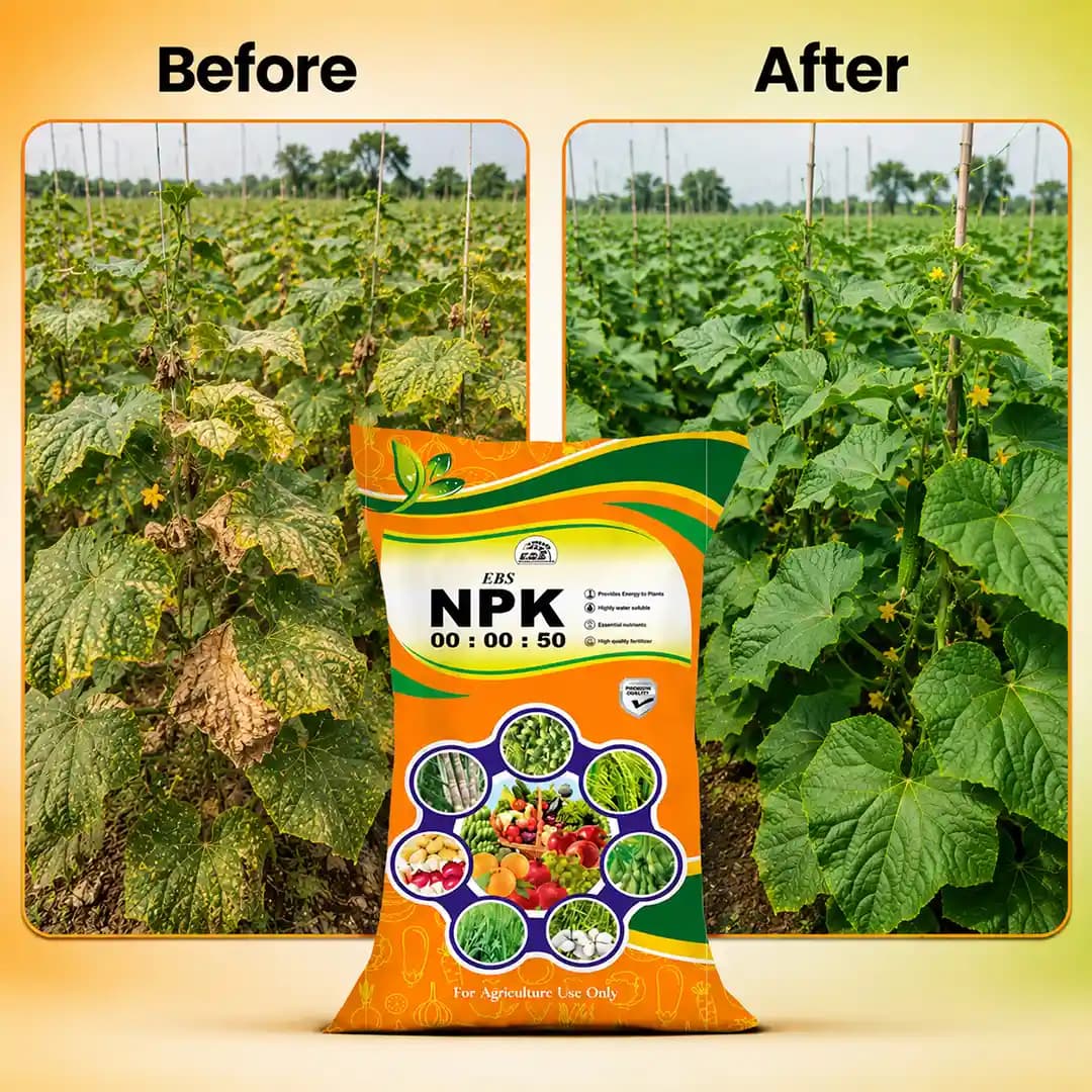 EBS NPK 0:0:50 Fertilizer - Potassium Sulphate (25KG) - Image 7