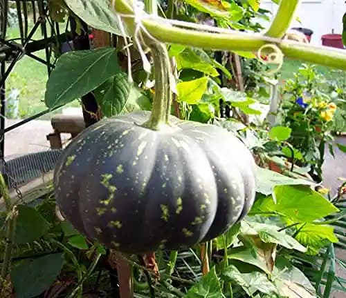 Pumpkin Nirvana F1 - Shine Brand Seeds, Kaddu Ke Beej, Vegetable, Excellent Germination Quality - Image 3