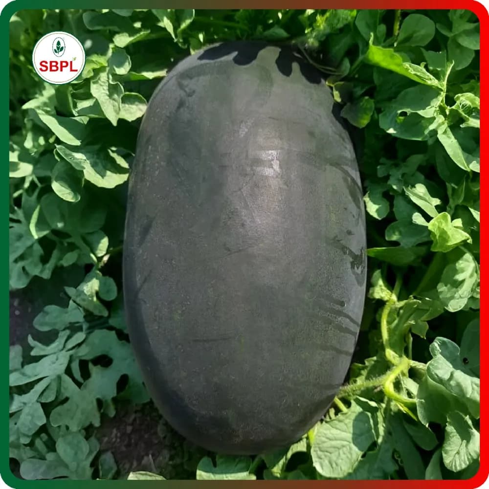 Sagar SHAKTIMAN F1 Hybrid Watermelon Seeds, Dark Black Oval Fruits, High Yield & Early Maturity - Image 2