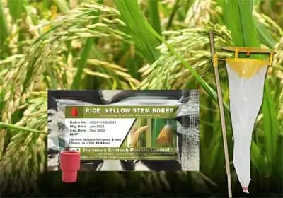 ACTIVE IPM Funnel Trap + Yellow Steam Borer Pheromone Lure , Pest Control Tool for Scirpophaga Incurtulas