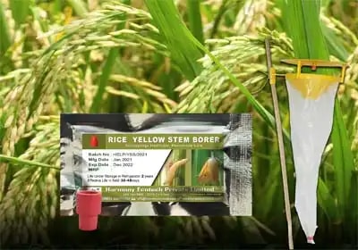 ACTIVE IPM Funnel Trap + Yellow Steam Borer Pheromone Lure , Pest Control Tool for Scirpophaga Incurtulas