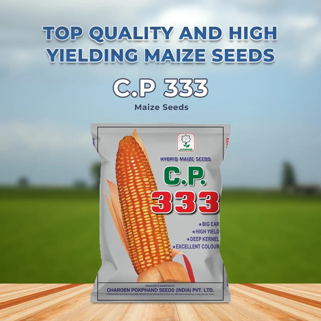 C.P. 333 Maize (Makka) Seeds - Image 2