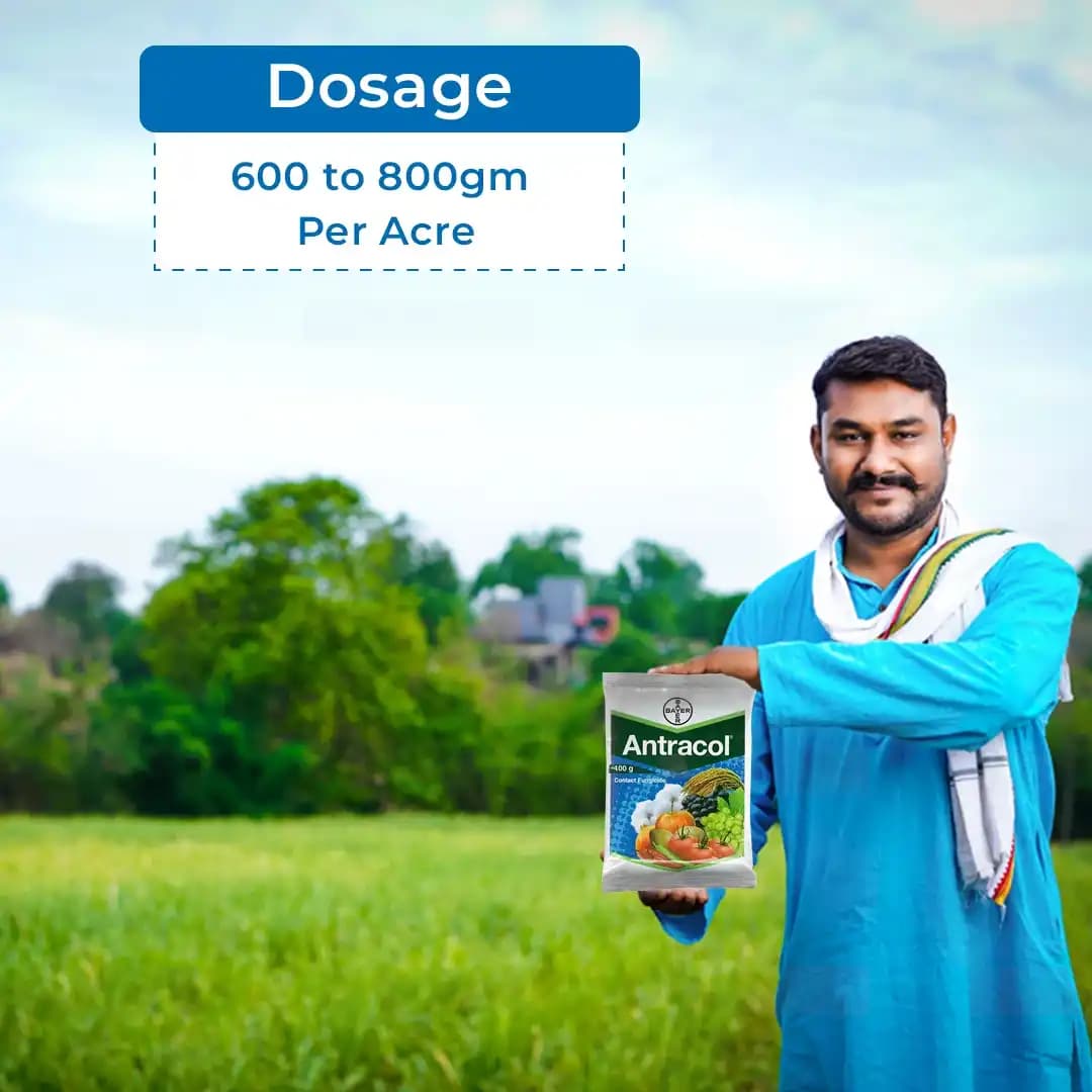 Bayer Antracol Propineb 70% WP, A Contact, Systemic Fungicide with Broad-Spectrum Activity - Image 5