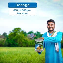 Bayer Antracol Propineb 70% WP, A Contact, Systemic Fungicide with Broad-Spectrum Activity 5