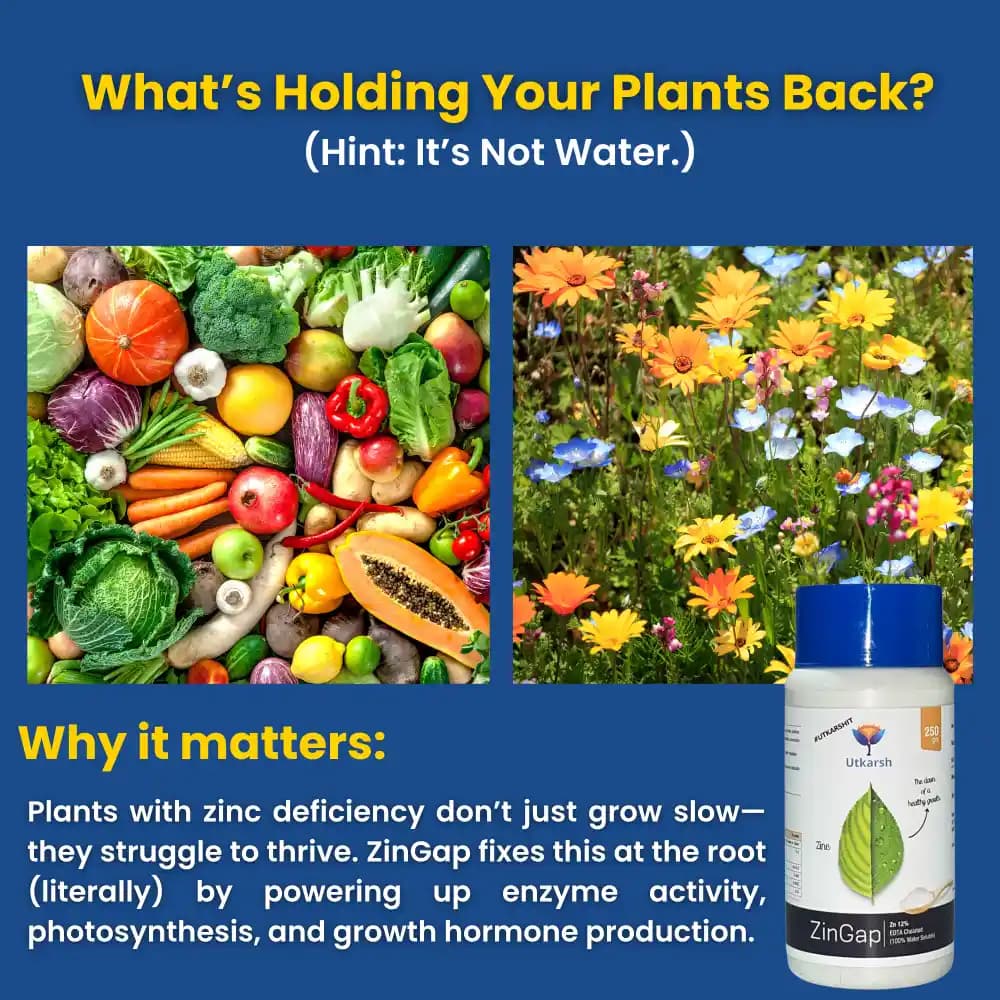 Utkarsh ZinGap (Zinc- Zn 12% EDTA Chelated) (100% Water Soluble Foliar Spray), Used To Increase Yield & Quality of Crops. - Image 2