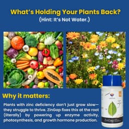 Utkarsh ZinGap (Zinc- Zn 12% EDTA Chelated) (100% Water Soluble Foliar Spray), Used To Increase Yield & Quality of Crops. 2