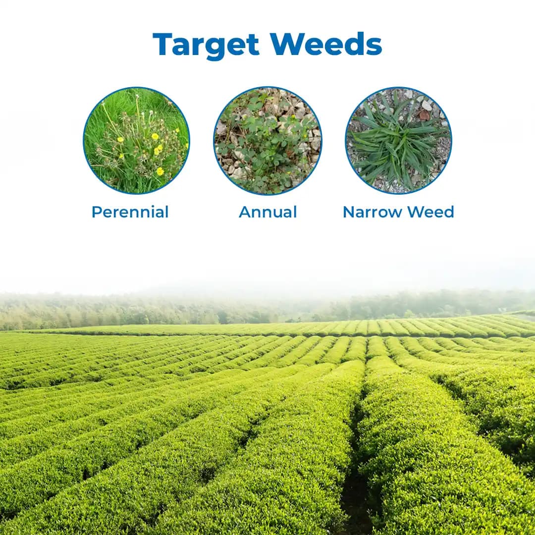 Ju Glypho-41, Glyphosate 41% SL Used For Controlling Broad Range Of Weeds In Crop & Non- Crop Situation - Image 3