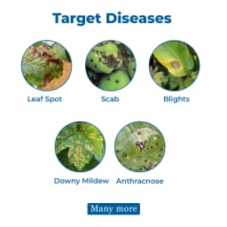 IPL Ziram 27% SC Contact Fungicide, Effective Against Wide Range Fungal Diseases 3