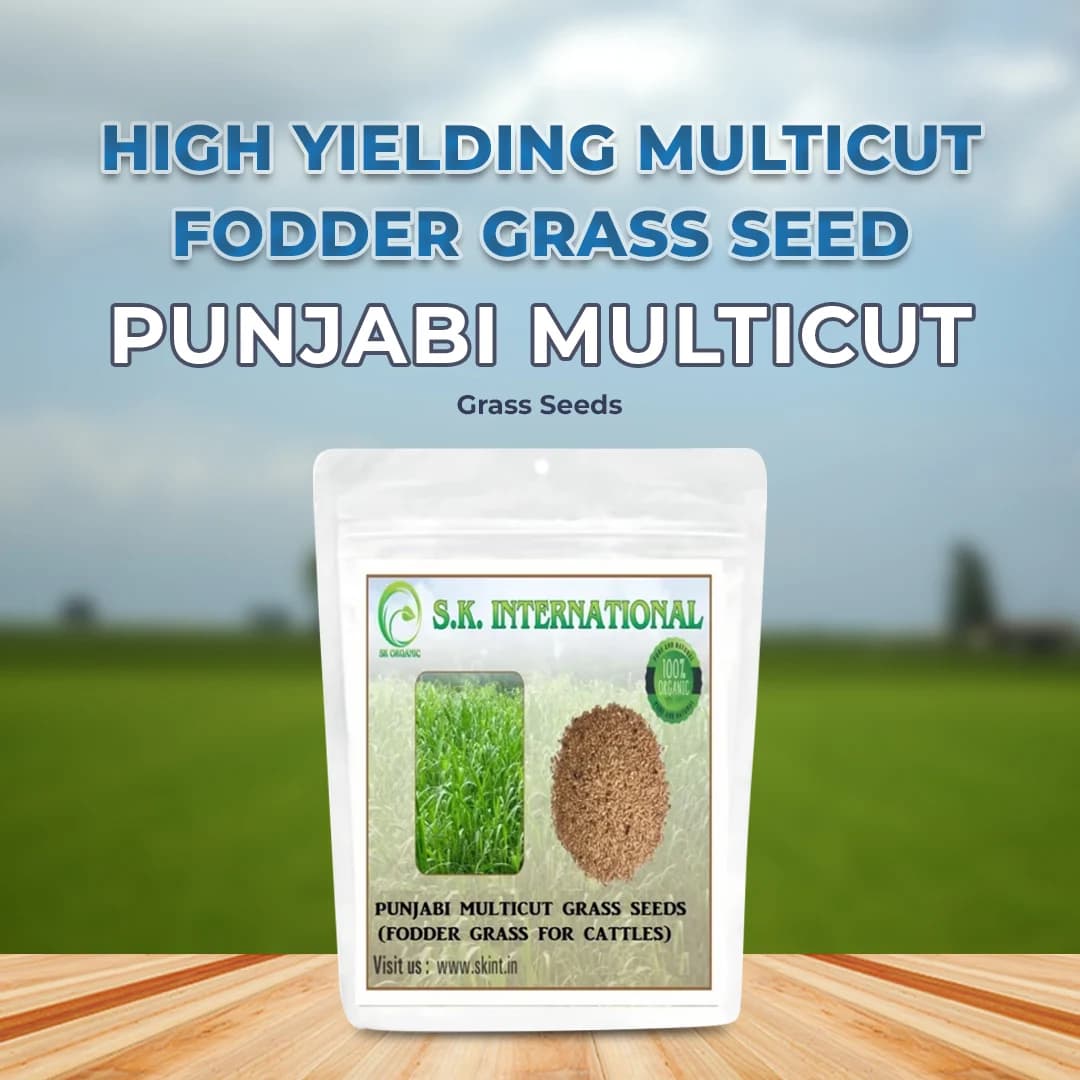 S.K. International Punjabi Multicut Grass Seeds - Image 2