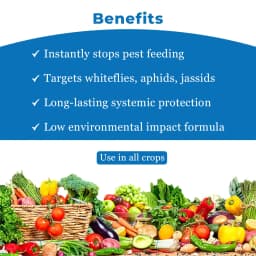 कोरोमंडल ऐस्ट्रा (पाइमेट्रोज़िन 50% डब्ल्यूजी) कीटनाशक, धान में भूरी कत्थई इल्ली (बीपीएच) नियंत्रण के लिए अत्यंत प्रभावी समाधान 4