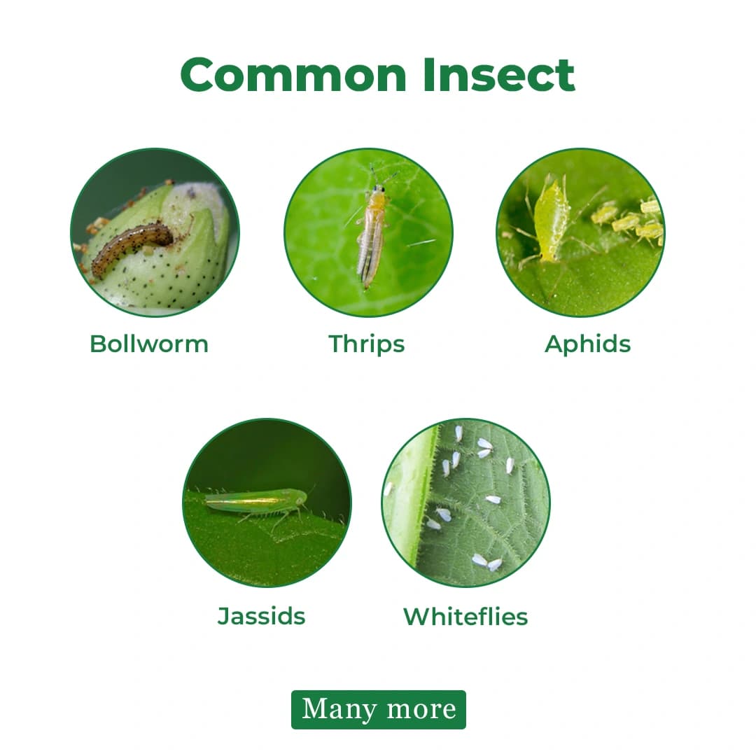 Propen Super - Profenofos 40% + Cypermethrin 4% EC Insecticide For Bollworm complex, Thrips, Aphids, Jassids, Whiteflies - Image 3