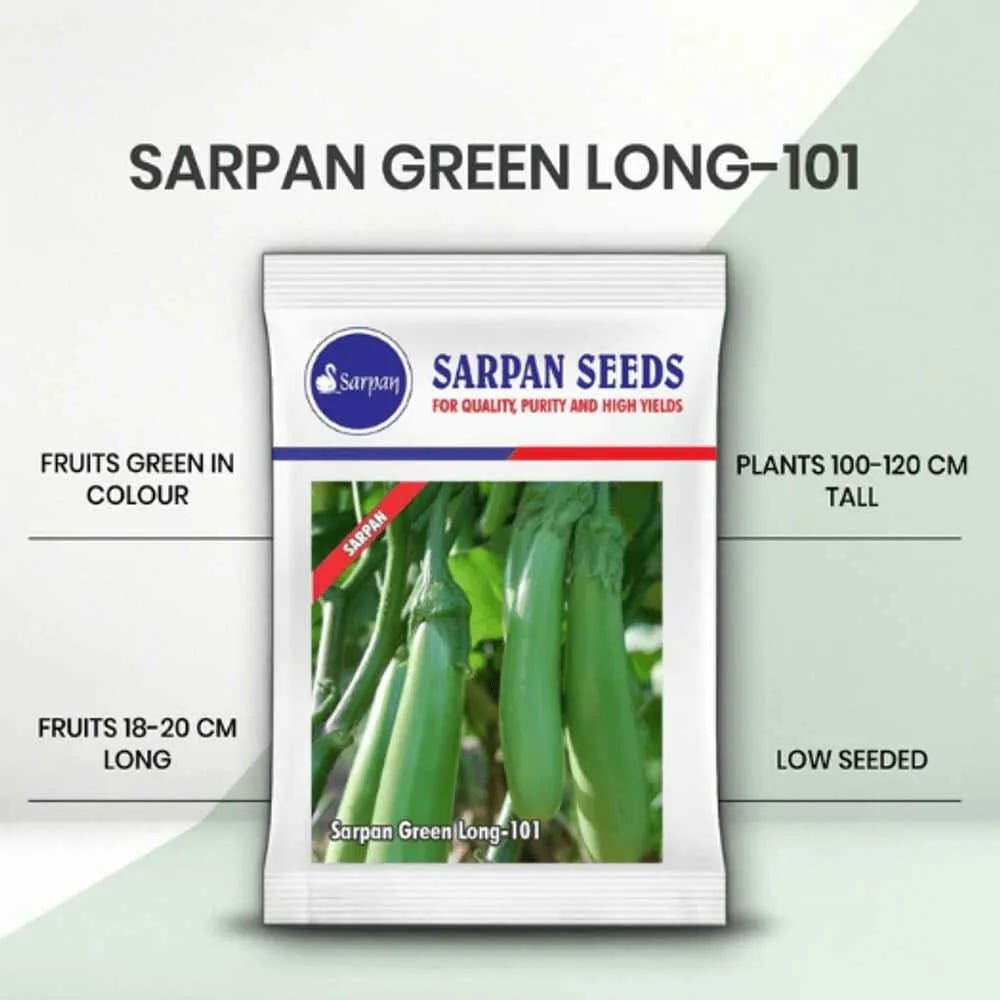 Sarpan Green Long-101 Brinjal Seeds - (Eggplant Seeds) Green Long Fruit, Excellent Germination