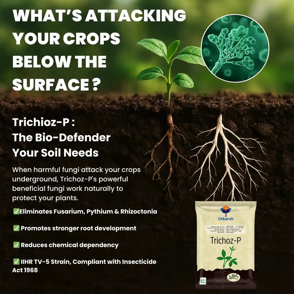 Utkarsh Trichoz-P (Trichoderma Viride 1.5% W.P.) Bio Pesticides, Protects Crop & Plants Against Soil-Borne Pathogens - Image 3