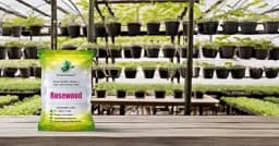 SRI SAI FORESTRY - Shisham Tree Seeds (North Indian Rosewood ) , Hard Tiber Seeds 5