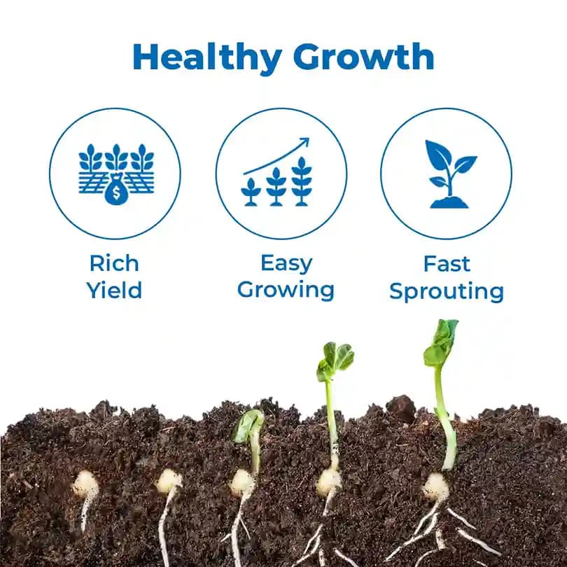 SK Organic ODC Variety Moringa Seeds, Drumstick Seeds, Horseradish Tree Seeds, Saijan ki Phalli, Saragavo (100% Organic) - Image 3