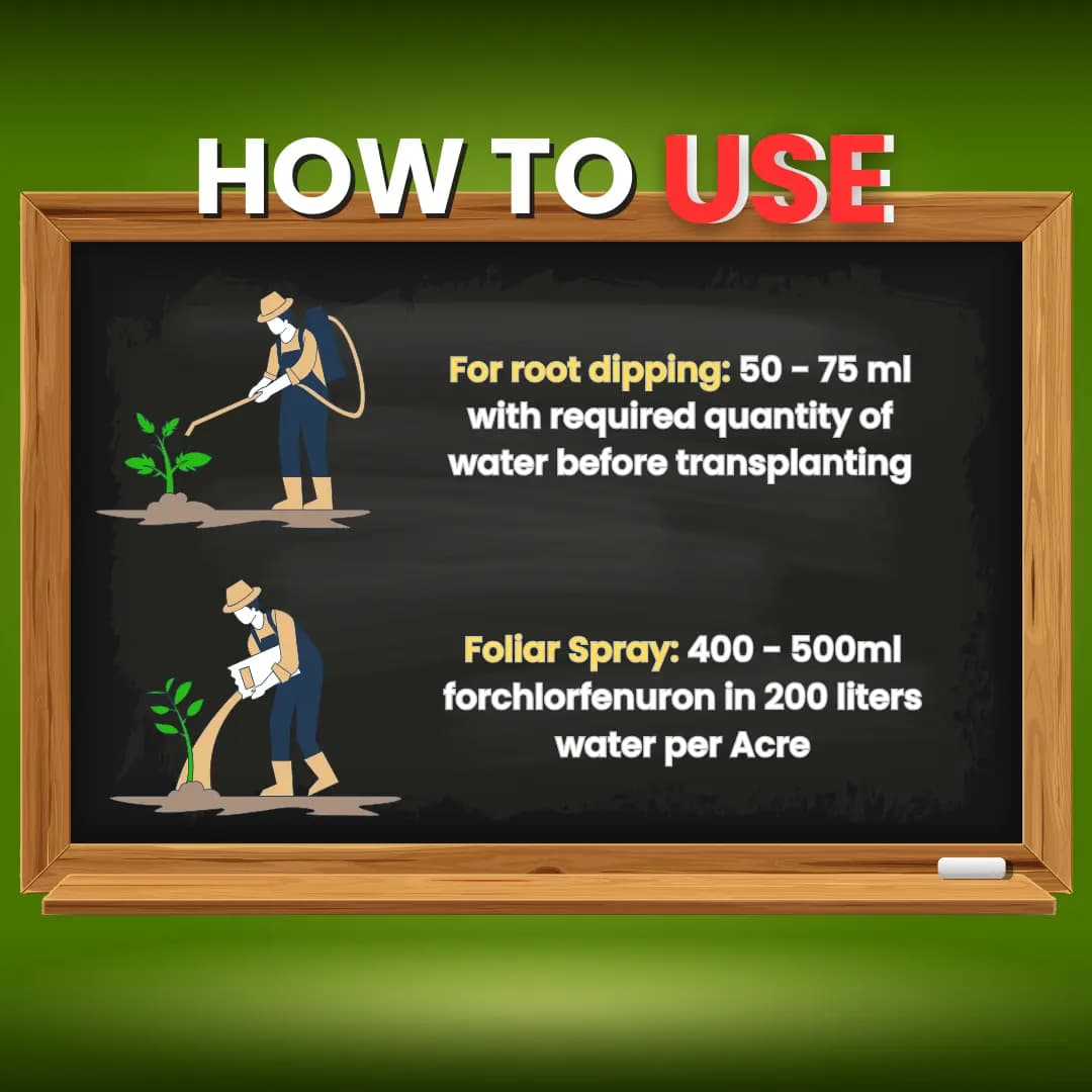 Katyayani Zinc Sulphate Monohydrate 33% Fertilizer Enhances Plant Growth and Development - Image 3