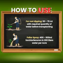 Katyayani Zinc Sulphate Monohydrate 33% Fertilizer Enhances Plant Growth and Development 3