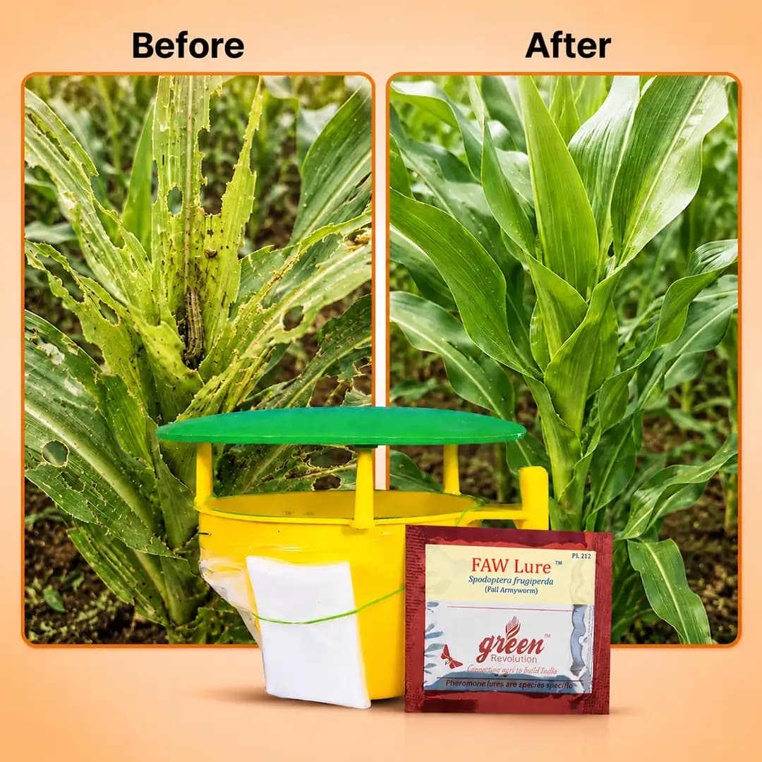 Funnel Trap With FAW (Fall Army Worm or Spodoptera frugiperda Pheromone Lure) for Maize, Rice, Sugarcane and Other Crops. - Image 14
