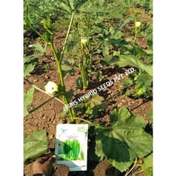 Iris Hybrid Vegetable Seeds F1 Hybrid Okra (Bhindi) Shivani, Attractive Green Color, Good Tolerance 1