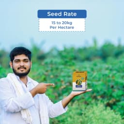 Advanta F1 Hybrid Golden Honey Sweet Corn Seed, Sugary-Enhanced Hybrid With Tender, Flavorful And Sweet Kernels 5