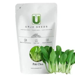 Urja All Green Pak Choi Seeds , White Stemmed Early Maturing Variety 1