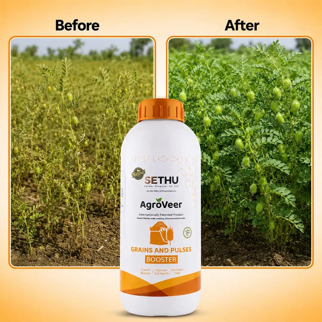 Agroveer Grains & Pulses Booster, Growth Booster, Increase Yield And Improves Soil Health, ICAR Patented Product. - Image 3
