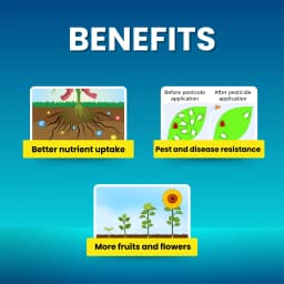 Katyayani Silica Pro Natural Granulated Silica, Organic Fertilizer, Best Solution For Gardening 6