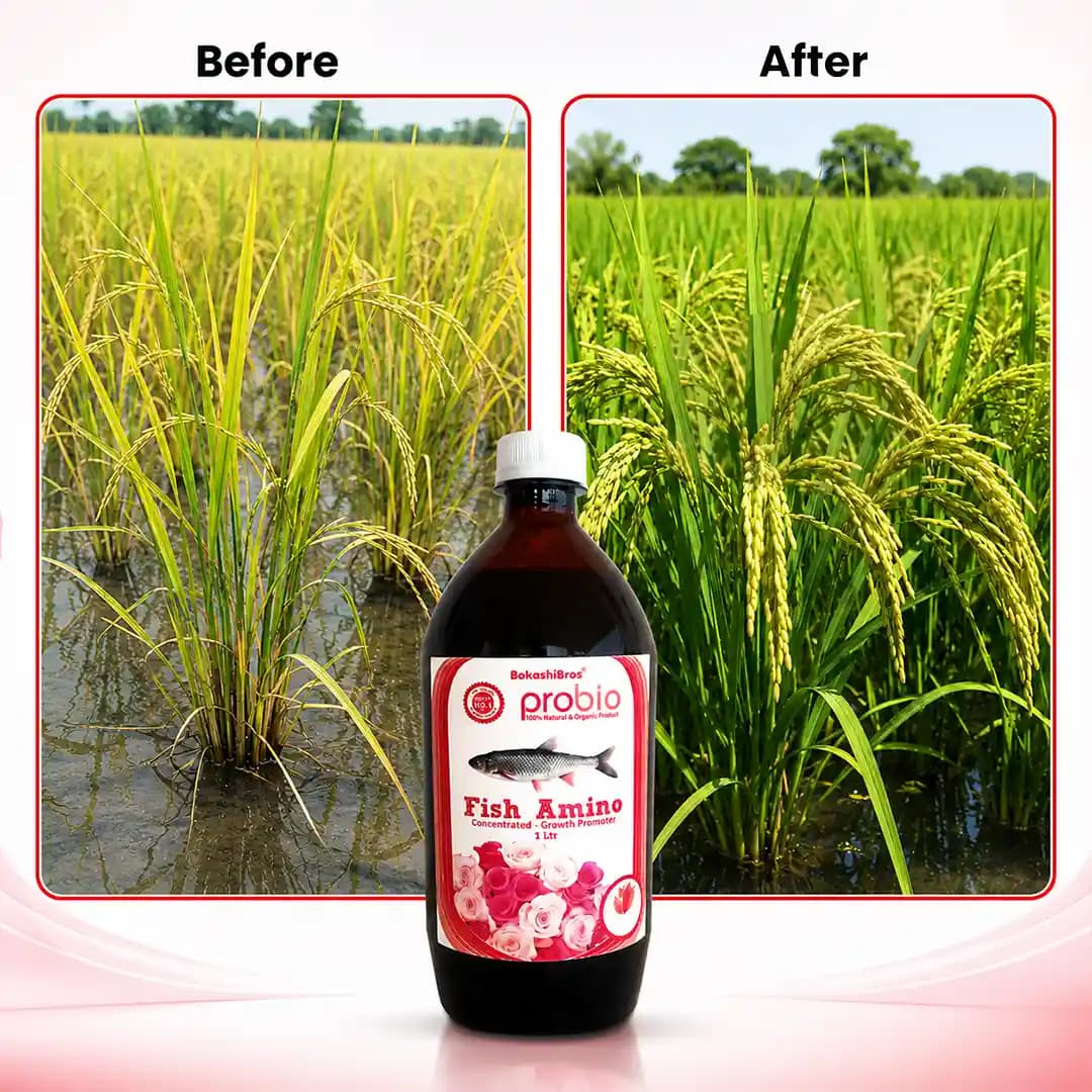 फिश अमिनो कंसेंट्रेट, मिट्टी और पत्तियों दोनों पर उपयोग के लिए एक उत्तम उर्वरक। यह फसलों के विकास को उनकी शाकीय अवस्था के दौरान बढ़ावा देता है। - Image 3
